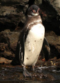   Part Galapagos adventure snorkeling penguins. This shot was taken underwater camera surface. birds are easier approach when they water looking down you. penguins surface you  